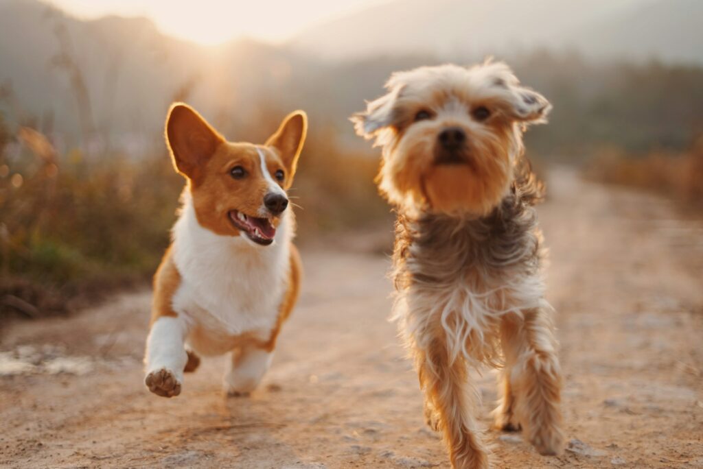 Read more about the article Understanding Health Insurance for Pets