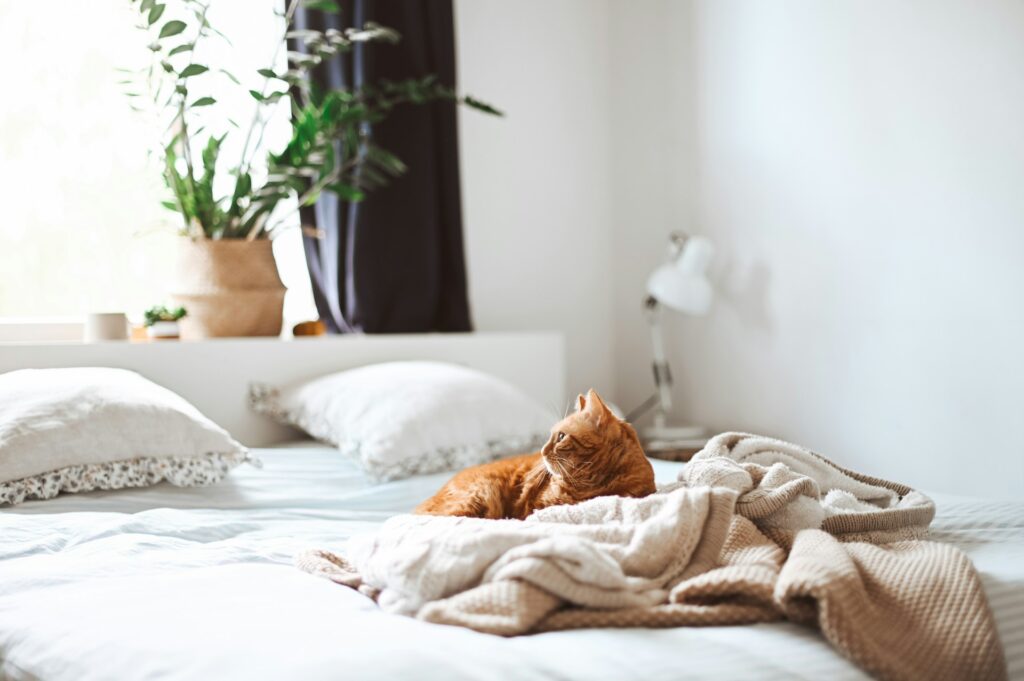 Read more about the article Why Pet Owners Need Home Insurance: Key Benefits